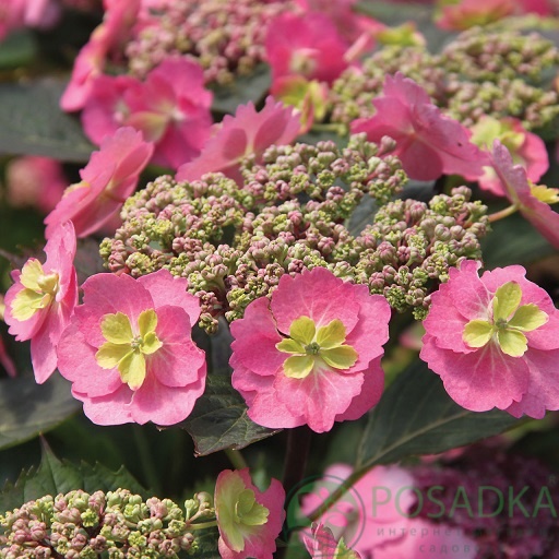 картинка Гортензия крупнолистная Cotton Сandy 