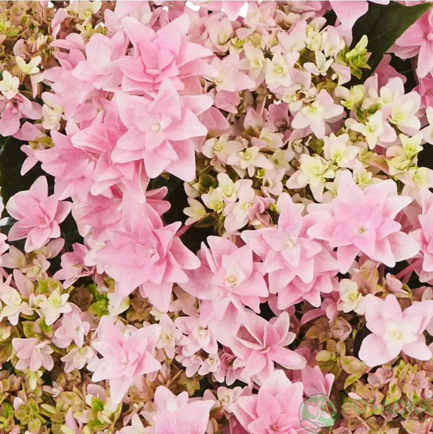 картинка Гортензия крупнолистная Floria С2 