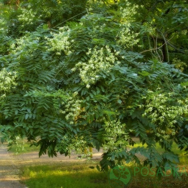 картинка Софора японская 