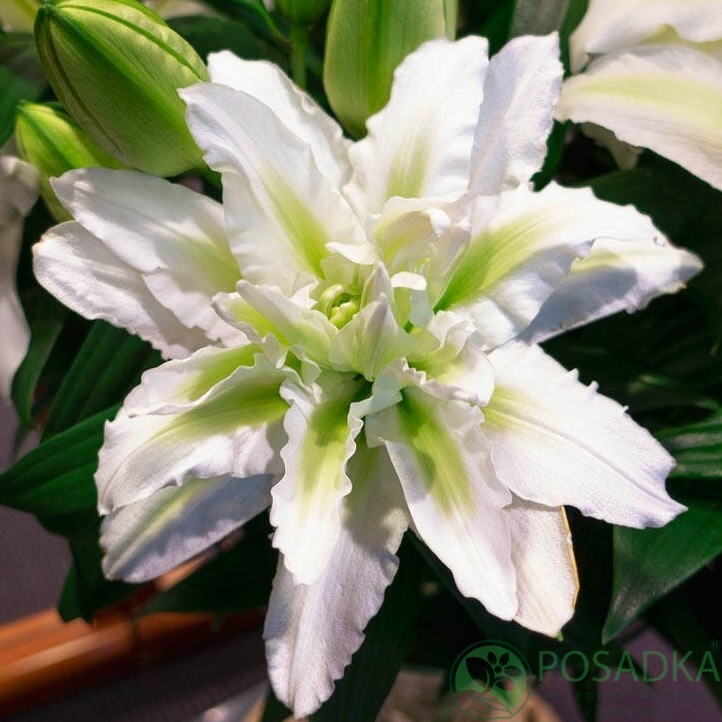 картинка Лилия Roselily Aisha 