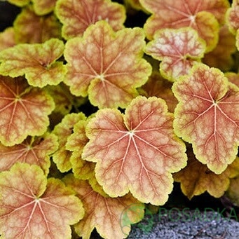 картинка Гейхера гибридная Tiramisu 