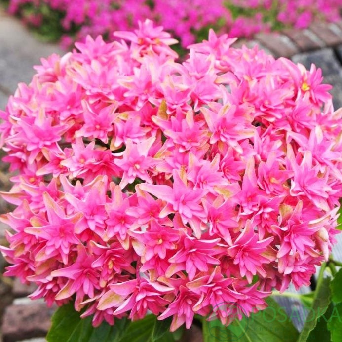 картинка Гортензия крупнолистная You & Me Prinzess Diana С10 