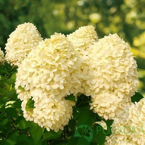 картинка Гортензия метельчатая Cotton Cream (Коттон Крем) 