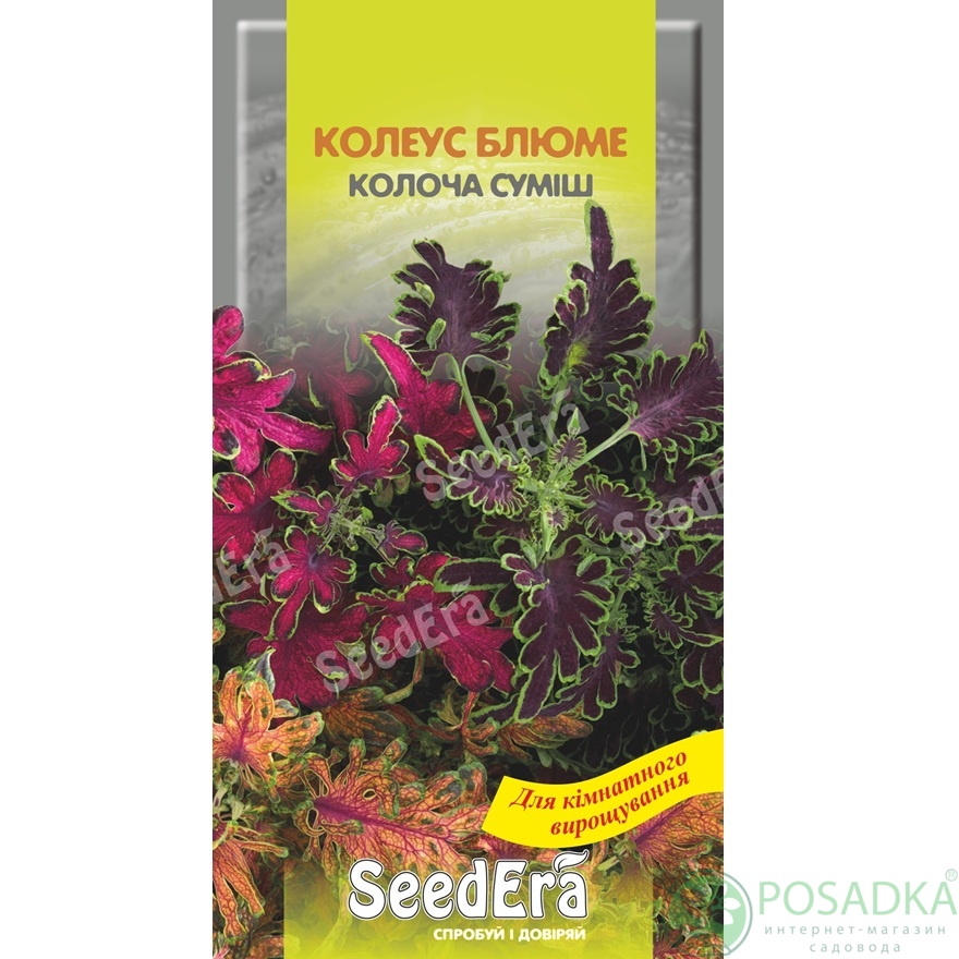 картинка Семена Колеус Блюме Колоча смесь 10 шт, Seedera 