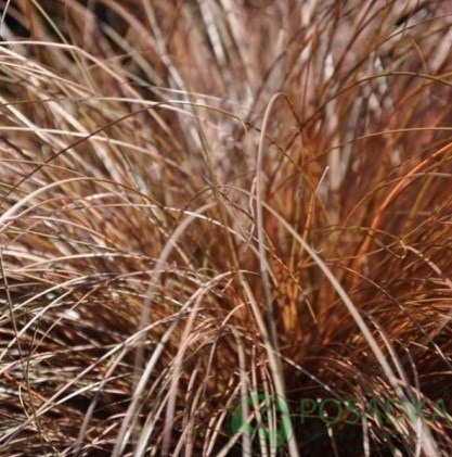 картинка Осока Бронз Форм 