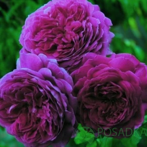 картинка Роза кустовая Селф Суффисинг 