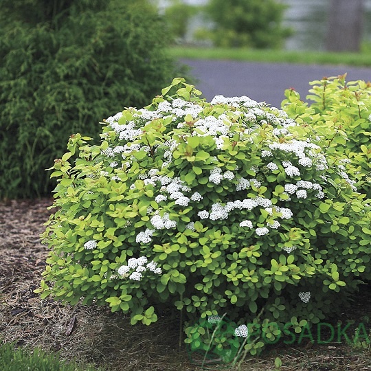 картинка Спирея берёзолистная Tor Gold 