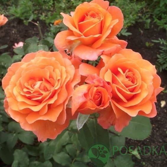 картинка Роза чайно-гибридная Тиа Тайм 