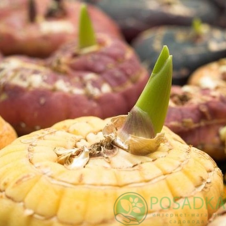 картинка Гладиолус Priscilla 