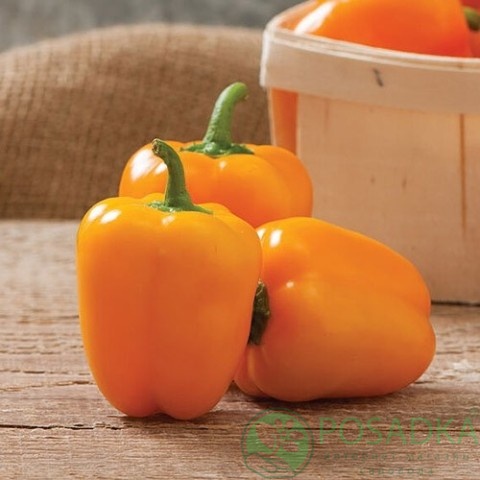 картинка Семена Перец Гурме 0.2 г, Seedera картинка Семена Перец Гурме 0.2 г, Seedera