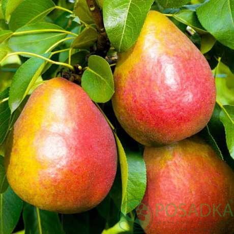 картинка Груша Яй Гюрен 