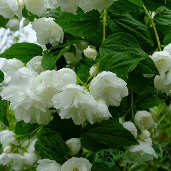 картинка Чубушник Каролинка (Philadelphus Karolinka)  картинка Чубушник Каролинка (Philadelphus Karolinka)