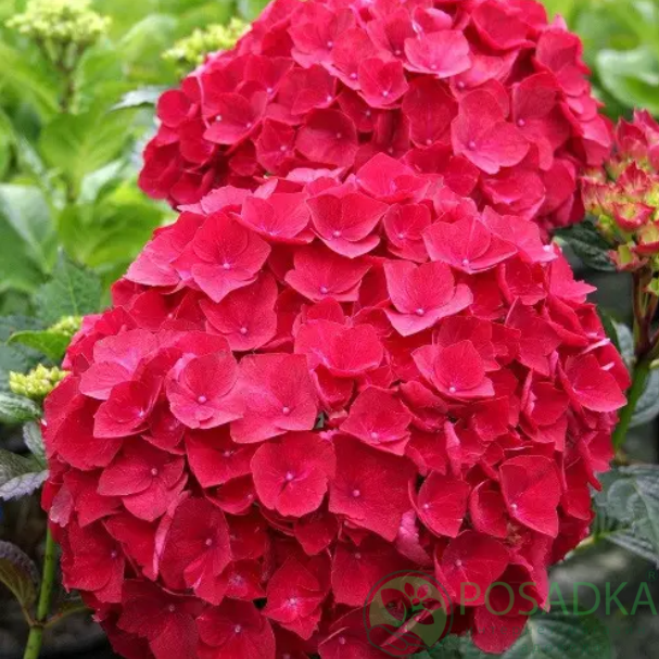 картинка Гортензия крупнолистная Red Sensation 