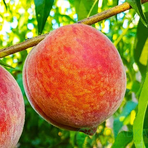 картинка Персик Кондор 