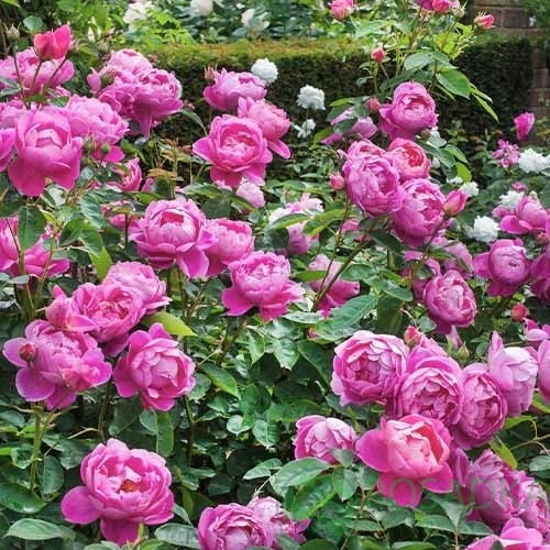 картинка Роза английская Роял Джубили С2 