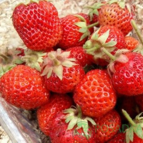 картинка Клубника Ананасная Pineberry Snow White 
