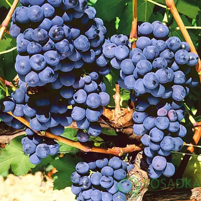 картинка Виноград Дорнфелдер (винный) 