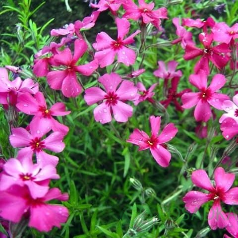 картинка Флокс шиловидный Темискаминг 