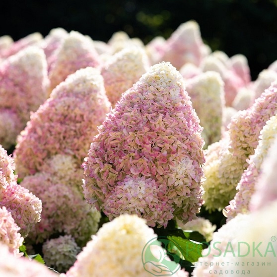 картинка Гортензия метельчатая Саммер Лав (Summer Love) 