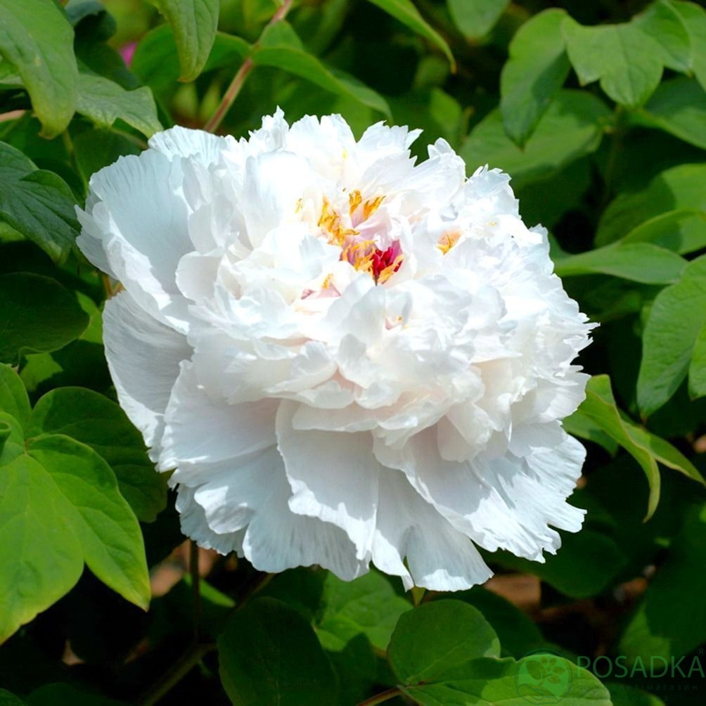 картинка Пион древовидный Fragrant Jade (Xiang Yu) 