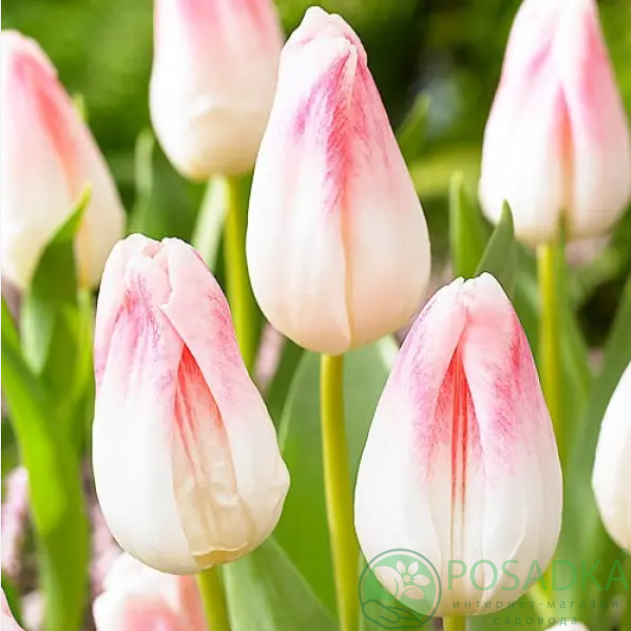 картинка Тюльпан Kyoko Takahashi  картинка Тюльпан Kyoko Takahashi