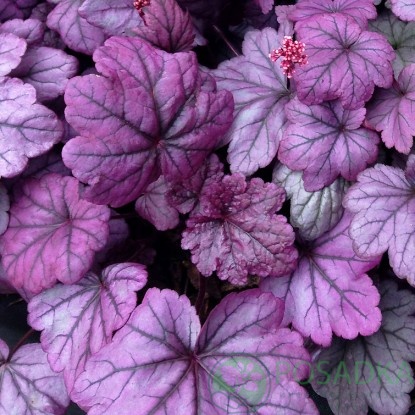 картинка Гейхера Шугар Плам (Sugar Plum) 