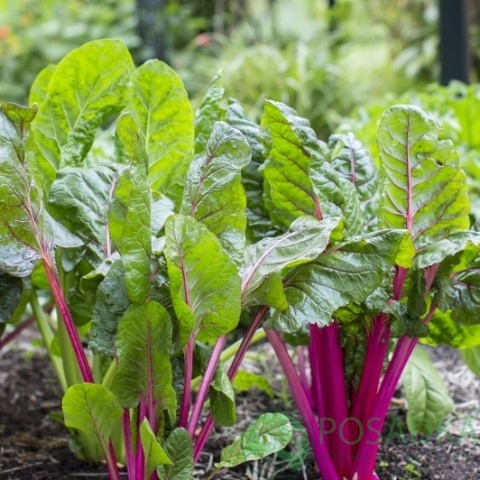 картинка Ревень семена (0.5гр) 