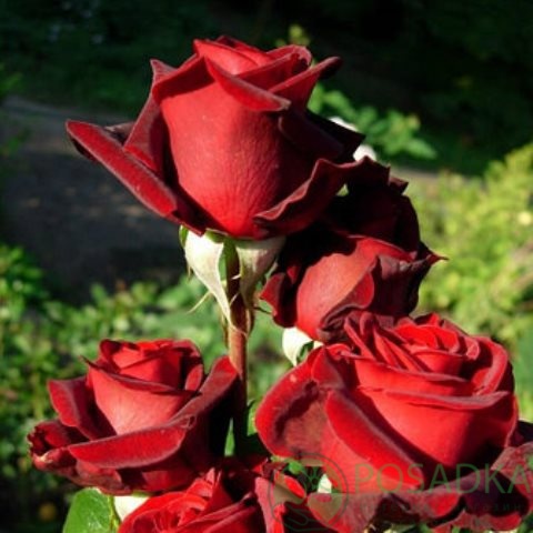 картинка Роза чайно-гибридная Гран При 