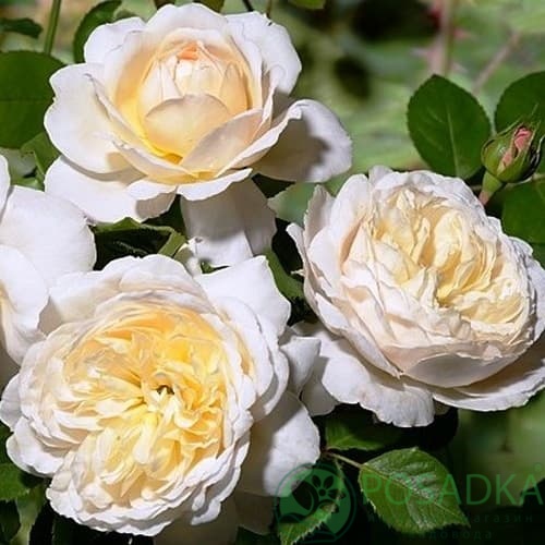 картинка Роза английская Крокус Роуз 