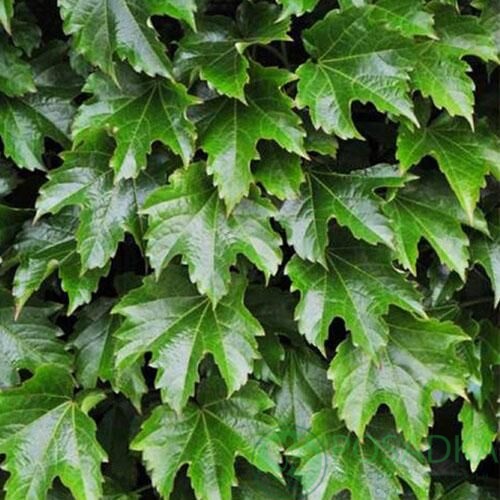 картинка Виноград девичий триостренный Diamond Mountains 