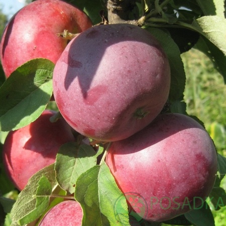 картинка Яблоня колоновидная Титания 