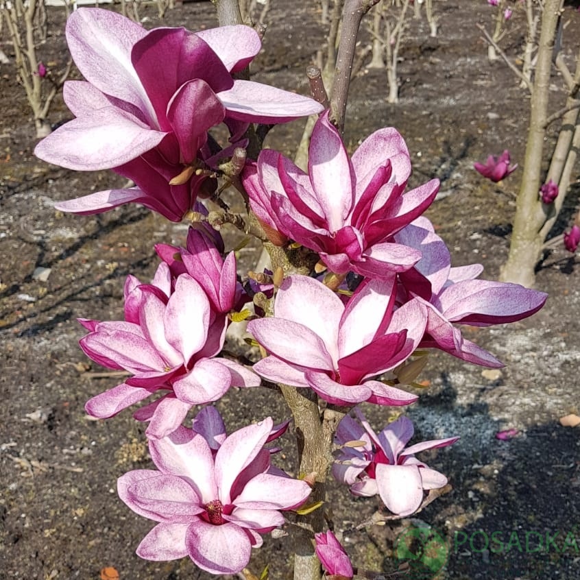 картинка Магнолия Starburst PBR 