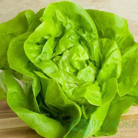 картинка Семена салат кочанный зелёный Аттракцион, 1 гр, SeedEra 