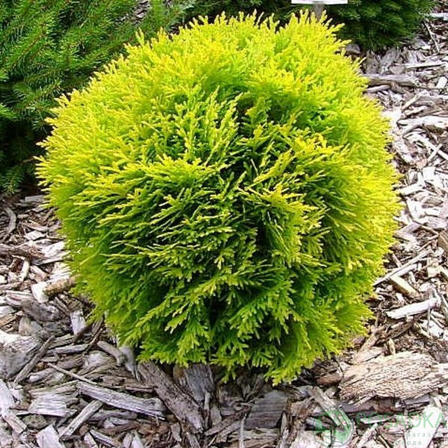 картинка Туя западная Глобоза Ауреа 