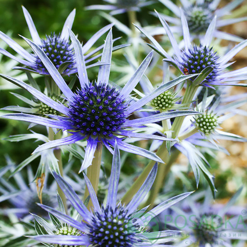 картинка Синеголовник плоский (Eryngium planum) 