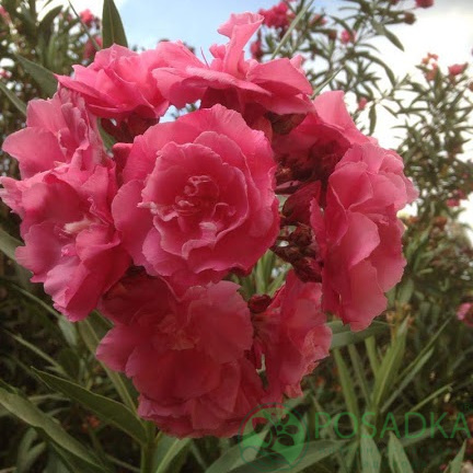 картинка Олеандр крупноцветковой насыщено розовый 14 