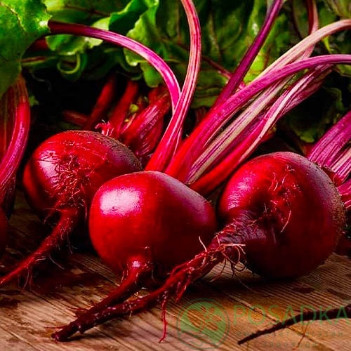 картинка Семена свекла столовая Борщевая семена 20 гр, SeedEra 
