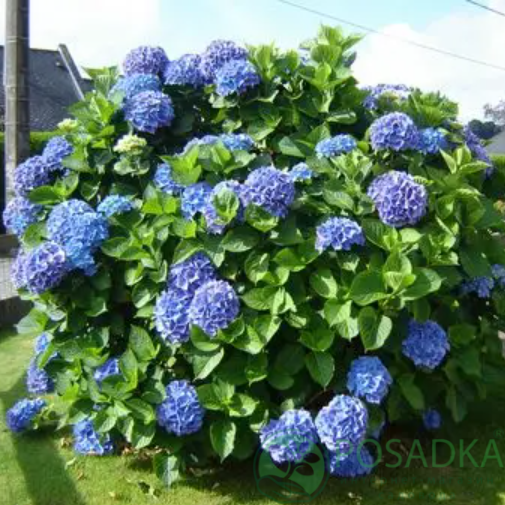 картинка Гортензия крупнолистная Endless Summer Bloomstar 