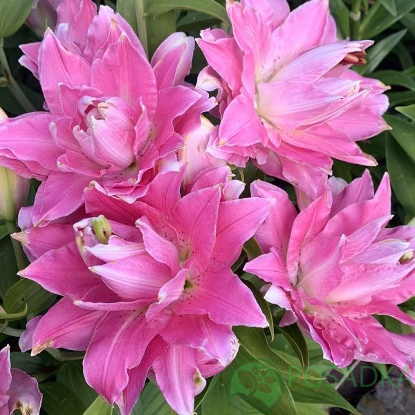 картинка Лилия Lotus Breeze 