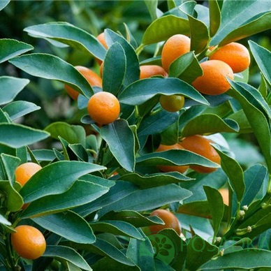 картинка Кумкват - золотой апельсин 