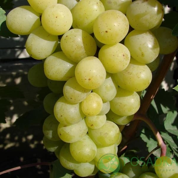 картинка Виноград Алекса 