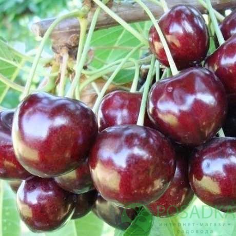 картинка Колоновидная Черешня Восторг 
