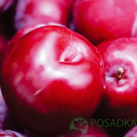 картинка Слива Аутумн Гло 