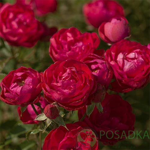 картинка Роза кустовая Morsdag Red 