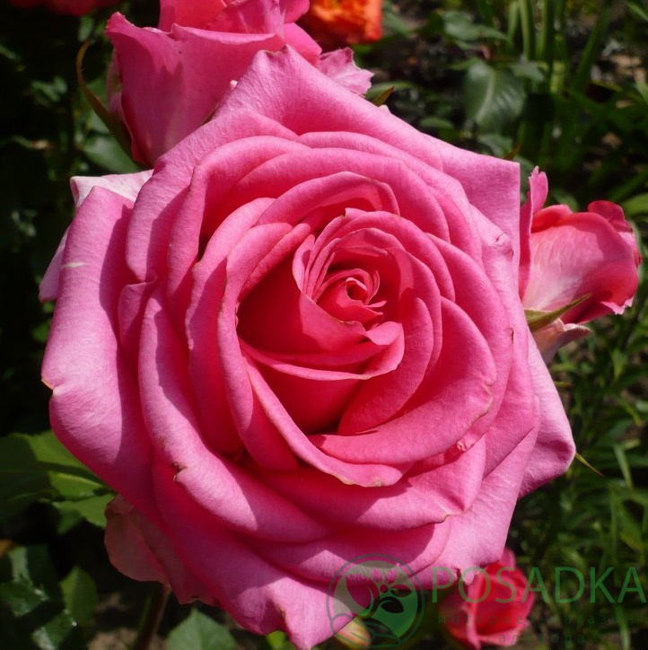 Роза шокинг версилия фото и описание