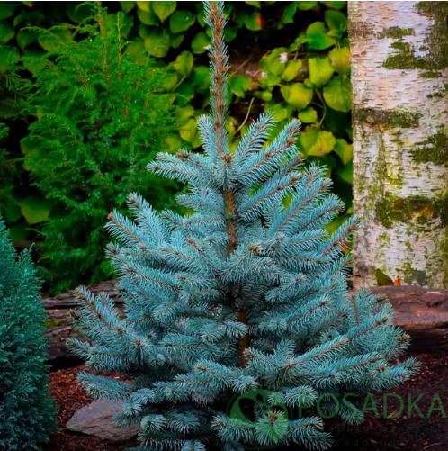 картинка Ель колючая голубая Санта Фе 