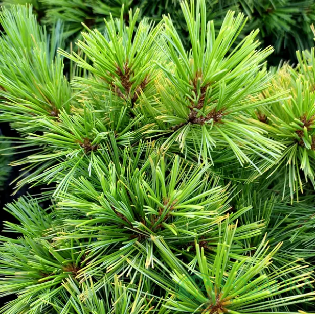 картинка Сосна Веймутова Минима  картинка Сосна Веймутова Минима