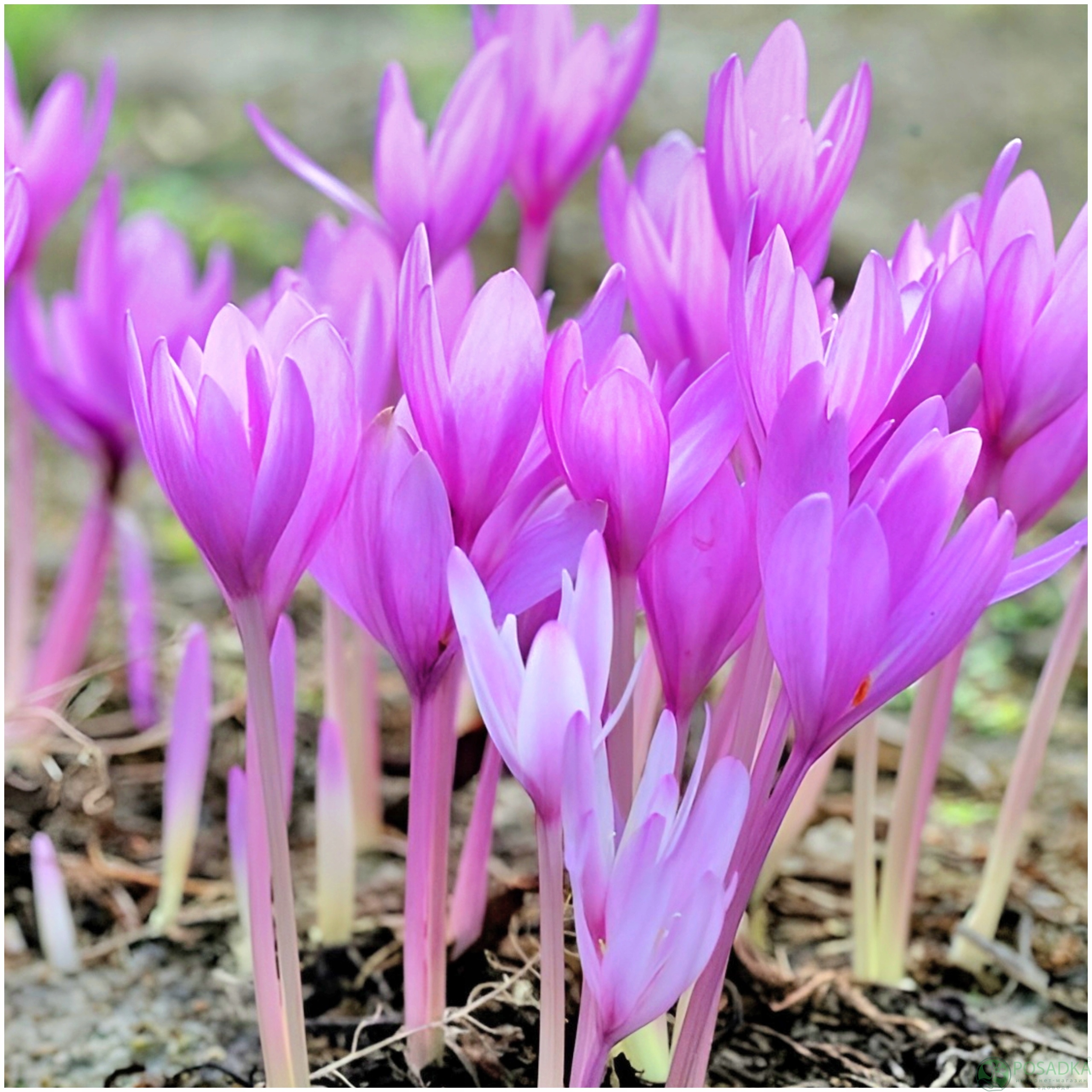 картинка Безвременник (Кольчикум) Lilac Bedder 
