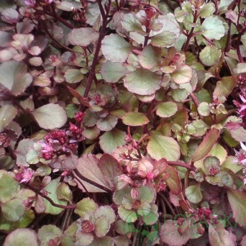 картинка Очиток ложный Вуду 