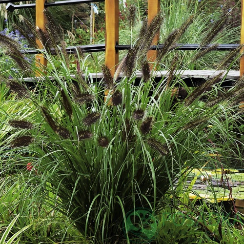 картинка Пеннисетум лисохвостый Black Beauty (Блэк Бьюти) 